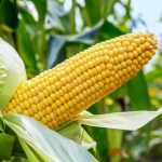 South Africa Resumes Major Maize Exports as Record Harvest Drives Agricultural Recovery