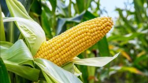 South Africa Resumes Major Maize Exports as Record Harvest Drives Agricultural Recovery