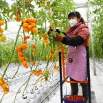 Morocco Extends Tomato Export Freeze to Sub-Saharan Africa to Stabilise Domestic Supply