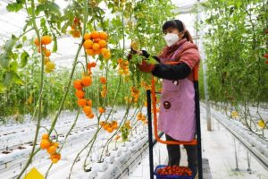 Morocco Extends Tomato Export Freeze to Sub-Saharan Africa to Stabilise Domestic Supply