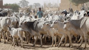 Africa’s Dairy Import Bill Rises As Local Production Struggles To Meet Demand