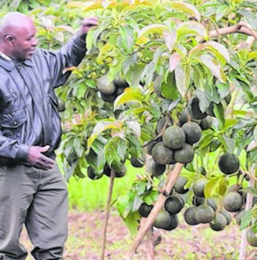 South Africa Targets 21 Million Avocado Cartons Despite Tough Export Season