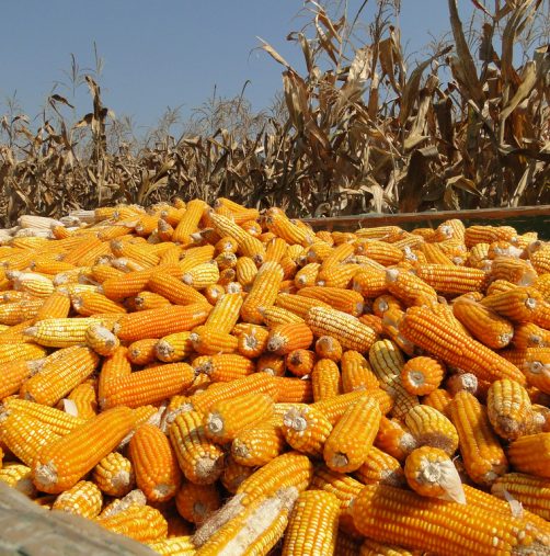 South African farmers provide maize supplies to Zimbabwe in times of need