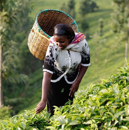 South Africa Reopens Market to Kenya’s Tea Exports After Trade Dispute