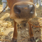 EU Suspends Some Namibian Meat Imports Following Foot-and-Mouth Disease Outbreak