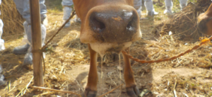 EU Suspends Some Namibian Meat Imports Following Foot-and-Mouth Disease Outbreak