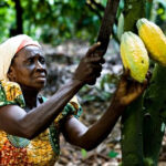Nigeria Bans Raw Cocoa Bean Exports to Boost Local Processing and Value Addition