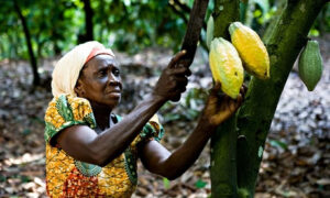 Beyond Cocoa: Why Ghana Must Diversify It’s Agricultural Export Economy