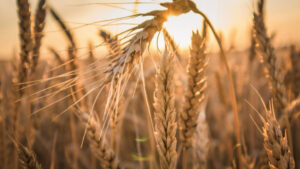 Russian Wheat Exports to Kenya Rise 10% as Trade With Africa Expands