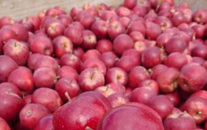 South Africa Lifts Q2 Fruit Export Value to US$3.69 Billion