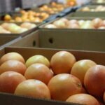 Fruit Exports Propel South Africa’s Agricultural Exports to Record US$3.7 Billion in Q1 2026