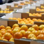 Further Downward Adjustment of Orange Export Figures After Bad Weather