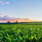 South Africa’s agriculture may recover in 2025