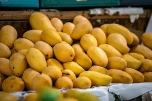 Philippines Seeks South African Market Access for Mango Exports