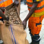 Nigeria’s Cashew Industry Roadmap Targets More Local Processing and Export Growth