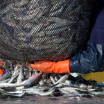 Russia Expands Seafood Exports into Africa, Middle East and Latin America