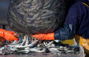 Russia Expands Seafood Exports into Africa, Middle East and Latin America