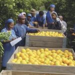 Potential Fuel Hikes Threaten South Africa’s Citrus Export Season