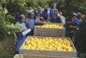 Potential Fuel Hikes Threaten South Africa’s Citrus Export Season