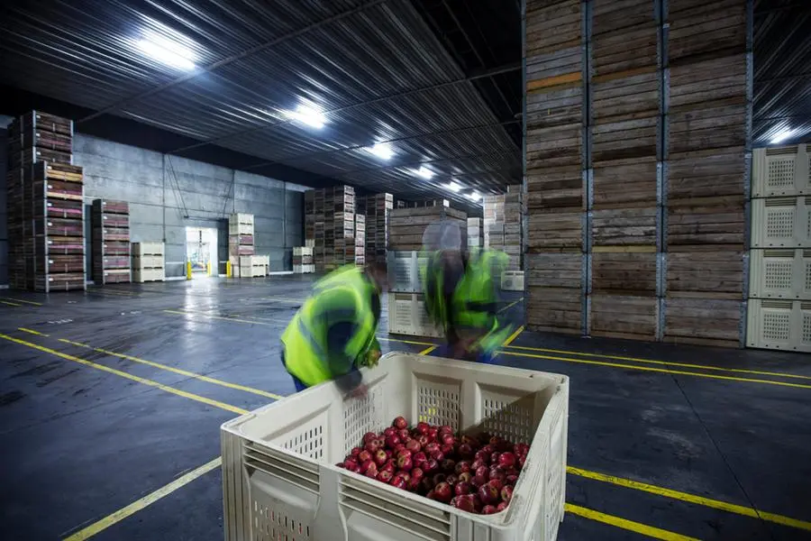 South Africa: Growers optimistic about 2024/2025 stone fruit exports