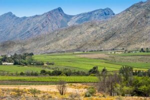 South Africa Faces Looming Job Crisis as U.S. Tariffs Threaten Key Export Sectors