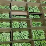 Africa Expands Banana Processing to Cut Post-Harvest Losses, Boost Export Earnings by 42%