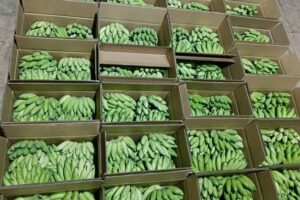 Africa Expands Banana Processing to Cut Post-Harvest Losses, Boost Export Earnings by 42%