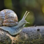 SVG Explores ‘Snail-to-Export’ Industry and African Farming Partnerships