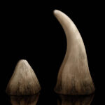 South African Rhino Horn Export Bid Sparks Global Conservation Concerns
