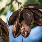 South Africa’s Pecan Industry Enjoys Strong Export Season as Global Demand Rises