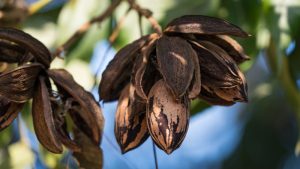 South Africa’s Pecan Industry Enjoys Strong Export Season as Global Demand Rises