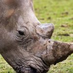 South African Court Allows Private Rhino Owners To Export Rhino Horn