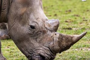 South African Court Allows Private Rhino Owners To Export Rhino Horn