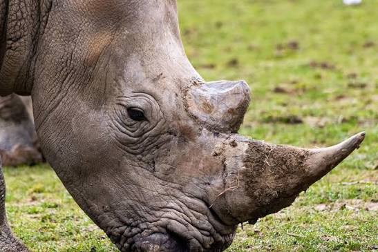 South African Court Allows Private Rhino Owners To Export Rhino Horn
