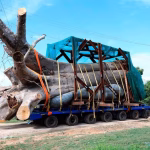 South Africa Opens Criminal Case Over Planned Export of Baobab Trees to Georgia