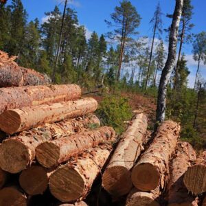 Mozambique’s Processed Timber Exports Surge as Country Pushes for More Value Addition